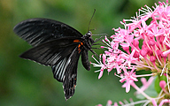 Great Mormon (Papilio memnon)